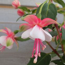 3月下旬頃フクシア：プーニー ミニピンク＆ホワイト4号鉢植え