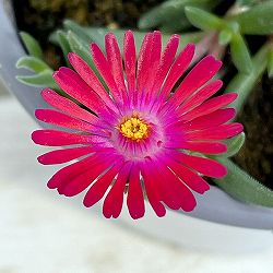 マツバギク：おひさま花火 リド マゼンタ11ｃｍポット