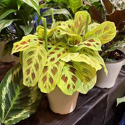 マランタ：sp.（ライトカラー）　5号鉢植え