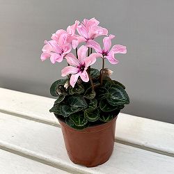 そのまま楽しめる春シクラメン：イリュージア　ピンクラテ3.5号ポット