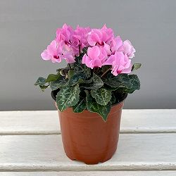 そのまま楽しめる春シクラメン：プティムーラン3.5号ポット