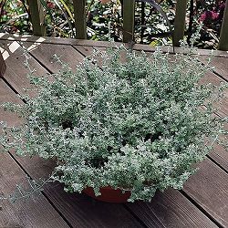 ヘリクリサム：シルバーミスト（3分割仕様）3.5号ポット  12株セット