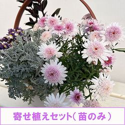 ミニ寄せ植え花苗セット（3月）：マーガレット（桃花）・ ベロニカ・ネメシア・セントーレア