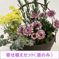 ミニ寄せ植え花苗セット（3月）：オステオスペルマム・リナリア・ラベンダー・ヘリクリサム