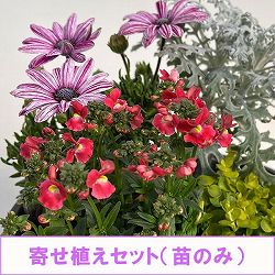 ミニ寄せ植え花苗セット（3月）：オステオスペルマム・ネメシア・ダスティミラー・リシマキア
