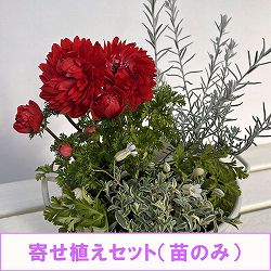 ミニ寄せ植え花苗セット（3月）：アネモネ凛々花（リリカ）・エレモフィラ・シレネ