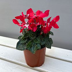 そのまま楽しめる春シクラメン：スーパージックスレッド3.5号ポット