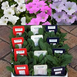 [26年4月上旬予約]おためし3種12株セット：ペチュニアさくらさくらシリーズ***