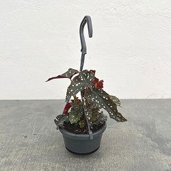 ベゴニア：ブラックフォレスト3.5号吊り鉢