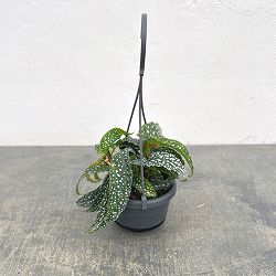 ベゴニア：ダブルドット3.5号吊り鉢