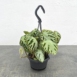 ベゴニア：レックス シルバージュエル3.5号吊り鉢