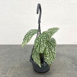 ベゴニア：リーファ3.5号吊り鉢