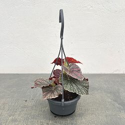 ベゴニア：モーリスアミー3.5号吊り鉢