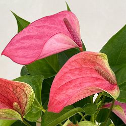 アンスリウム：桃の雫々（もものだだ）　3.5号鉢入り