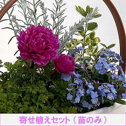 ミニ寄せ植え花苗セット（3月）：アネモネ・ミオマルク・エレモフィラ・ビンカマジョール