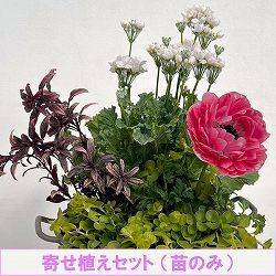 ミニ寄せ植え花苗セット（3月）：プリムラ マラコイデス・アネモネ・金魚草・リシマキア