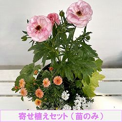 ミニ寄せ植え花苗セット（3月）：ラナンキュラス ラックス・マーガレット・ヘリクリサム・イベリス