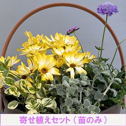 ミニ寄せ植え花苗セット（3月）：ディモルフォセカ パステリーナ・スカビオサ・ビンカ・バロタ