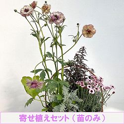 ミニ寄せ植え花苗セット（3月）：ラナンキュラス ラックス・ローダンセマム・金魚草・シロタエギク