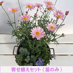 ミニ寄せ植え花苗セット（3月）：マーガレット ストロベリーホイップ・ブルーデージー・ヒューケラ