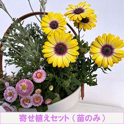 ミニ寄せ植え花苗セット（3月）：オステオスペルマム・デージー・フランネルフラワー・ワイヤープランツ