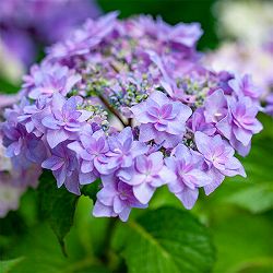 アジサイ：シャンデリア3号ポット