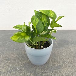 ポトス：グローバルグリーン3号ポット潤流鉢（穴ナシ鉢カバー入り）入り*