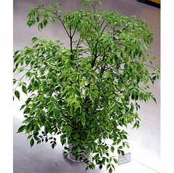 [26年5月中下旬予約]ステレオスペルマム：カプリマ 6号鉢植え