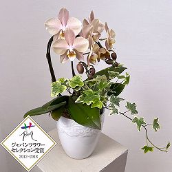 ミディコチョウラン：マザーチーク2本立ち5号陶器鉢植え