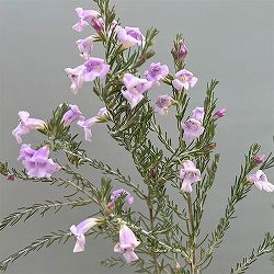 エレモフィラ：マキュラータ 4号ポット