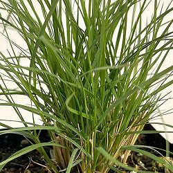 メダカソウ（ボウテロウア・グラシリス／メダカスゲ）3.5号ポット