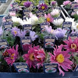 西洋オキナグサ：林園芸オリジナル花色見計らい3.5号ポット