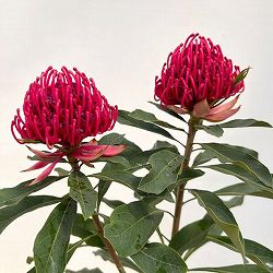 テロペア（テロピア）：シャディレディーレッド　7号鉢植え