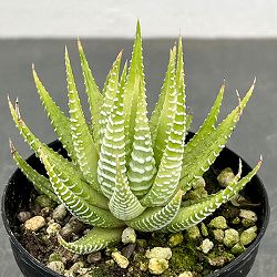 ハオルチア（ハオルチオプシス）：白鳥　2.5号ポット