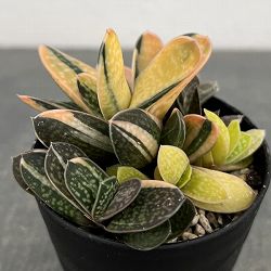 ガステリア：子宝錦（コダカラニシキ）　3号ポット