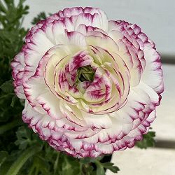 ラナンキュラス：スプリンクルス　バイオレットバイカラー4.5号ポット