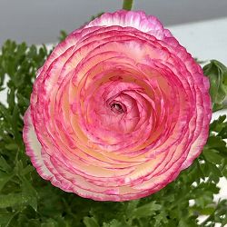 ラナンキュラス：スプリンクルス　ピンクバイカラー4.5号ポット