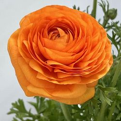 ラナンキュラス：スプリンクルス　オレンジシェード4.5号ポット