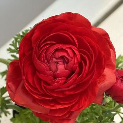 ラナンキュラス：スプリンクルス　レッドシェード4.5号ポット