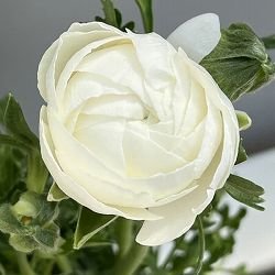 ラナンキュラス：スプリンクルス　ホワイトシェード4.5号ポット