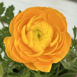 ラナンキュラス：スプリンクルス　イエロー4.5号ポット