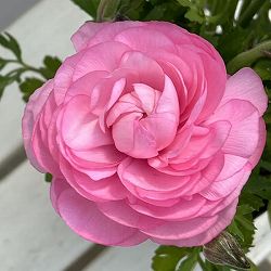 ラナンキュラス：スプリンクルス　ピンクシェード4.5号ポット