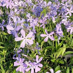 フロックス：ディバリカータ　ブルー3.5号ポット 3株セット