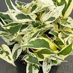 ポトス：エクセレント　3.5号ポット