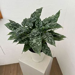 スキスマトグロッティス：ＳＰタイランド　5号鉢植え