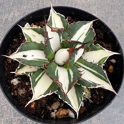 アガベ：チタノタ 太陽神錦（白中斑）2.5号ポット
