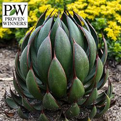 マンガベ：プレイングハンズ3号ロングポット