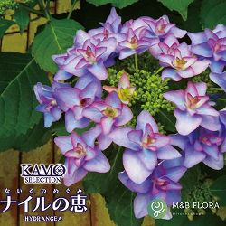 アジサイ：ナイルの恵み3.5号ポット