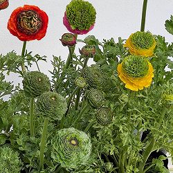 ラナンキュラス：リビエラ　フェスティバル（花色おまかせ）4.5号ポット