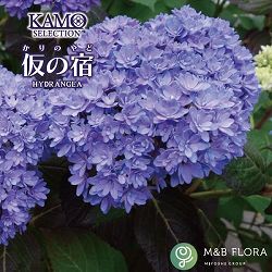 アジサイ：仮の宿（かりのやど）3.5号ポット